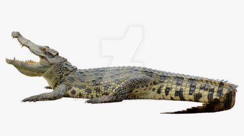 Crocodile Png Background - Transparent Background Alligator Png, Png Download, Transparent PNG