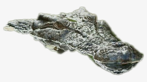American Alligator , Png Download, Transparent Png, Transparent PNG