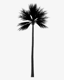 Photoshop Palm Tree Silhouette, HD Png Download, Transparent PNG
