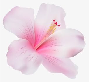 Pink Hibiscus Png Clip Art - Pink Hibiscus Flower Png, Transparent Png, Transparent PNG