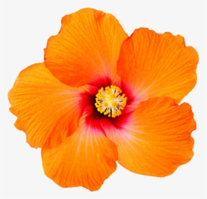 Clip Art Tropical Orange For - Transparent Background Orange Hibiscus Png, Png Download, Transparent PNG