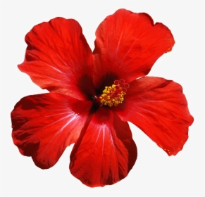 Hawaiian-hibiscus - Red Tropical Flower Png, Transparent Png, Transparent PNG