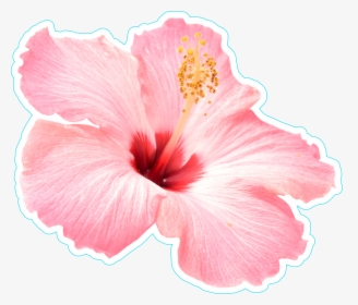 Transparent Plumeria Clipart - Pink Hibiscus Flower Png, Png Download, Transparent PNG