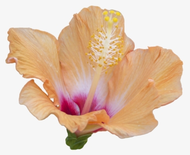 Hibiscus Png Image - Deviant Art Flower Pngs, Transparent Png, Transparent PNG