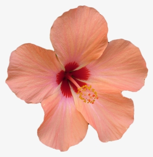 Transparent Hawaiian Flowers Png - Flower Hibiscus Png, Png Download, Transparent PNG