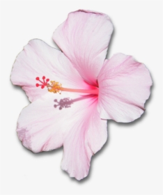 Flower With Shadow By - Hibiscus Pink Flower Png, Transparent Png, Transparent PNG