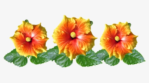 Hibiscus, Flowers, Arrangement, Tropical, Garden - Tropical Orange Flowers Transparent Background, HD Png Download, Transparent PNG