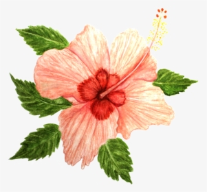 Hibiscus, Flower, Pink - Rosemallows, HD Png Download, Transparent PNG