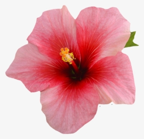 #flower #pink #hibiscus #summer #kawaii - Single Hibiscus Flower On A Black Background, HD Png Download, Transparent PNG