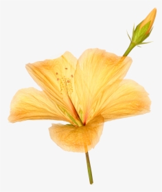 Flower Photograph Png, Transparent Png, Transparent PNG