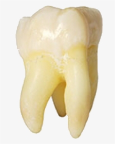 #tooth #teeth #molar #rootcanal #freetoedit - Beige Tooth Png, Transparent Png, Transparent PNG