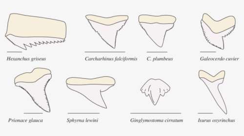 Shark Teeth Png - Tipos De Dientes De Tiburon, Transparent Png, Transparent PNG