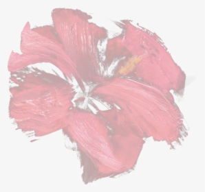 Chinese Hibiscus, HD Png Download, Transparent PNG