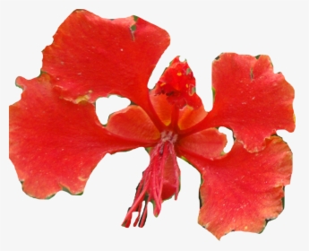 Hibiscus - Caesalpinia, HD Png Download, Transparent PNG