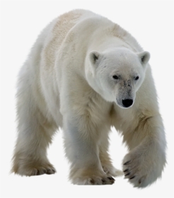 Polar Bear Transparent Background, HD Png Download, Transparent PNG