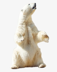 Polar Bear Sitting - Standing Polar Bear Png, Transparent Png, Transparent PNG