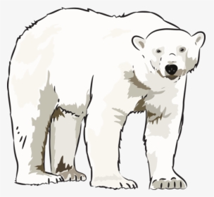 Art Polar Bear Kid Transparent Image Clipart - Clip Art Polar Bear, HD Png Download, Transparent PNG