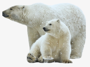 Polar Bear Png Transparent Images - Transparent Polar Bear Png, Png Download, Transparent PNG