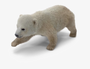 Polar Bear Png Download Image - Baby Polar Bear Png, Transparent Png, Transparent PNG