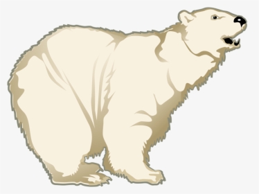 Polar White Bear Png - Polar Bear, Transparent Png, Transparent PNG