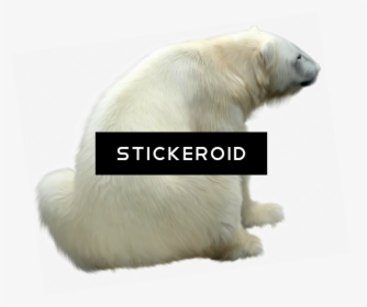 Polar White Bear - Polar Bear, HD Png Download, Transparent PNG