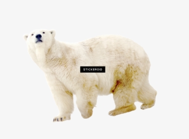 Polar White Bear - Polar Bear, HD Png Download, Transparent PNG