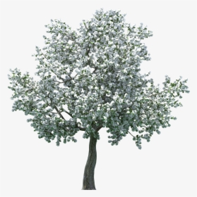 Realistic Blossom Tree Png Clip Art - Transparent Apple Blossom Tree, Png Download, Transparent PNG