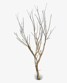 Dead Tree Png - Small Dead Tree Png, Transparent Png, Transparent PNG