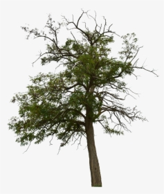 Dead Tree, Dead Tree With No Background, Halloween - Transparent Background Dead Tree Png, Png Download, Transparent PNG