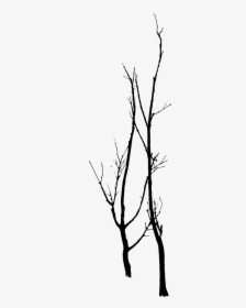 Tree Branch Clip Art - Transparency, HD Png Download, Transparent PNG
