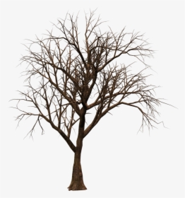 Transparent Forest Clipart Backgrounds - Real Dry Tree Png, Png Download, Transparent PNG