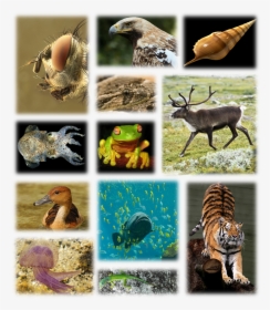 Species Biodiversity, HD Png Download, Transparent PNG