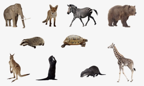 Animals With Transparent Background, HD Png Download, Transparent PNG