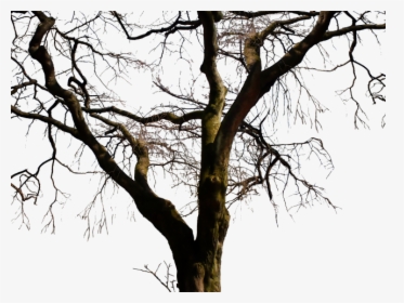 Transparent Bare Trees Clipart - Real Dead Tree Png, Png Download, Transparent PNG