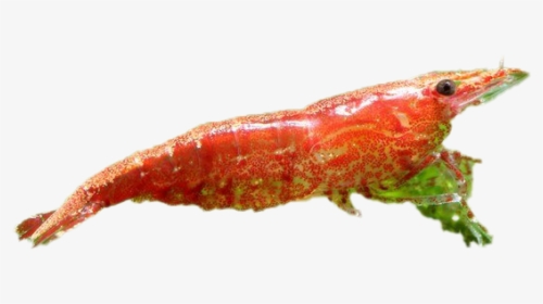 Cherry Shrimp Transparent Image - Caterpillar, HD Png Download, Transparent PNG