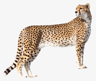 Cheetah Png Transparent Image - Leopard Png, Png Download, Transparent PNG
