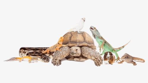 Group Of Exotic Pets, HD Png Download, Transparent PNG