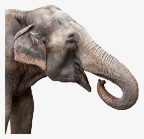 Elephant Head Cutout - Elephant Head Png Transparent, Png Download, Transparent PNG