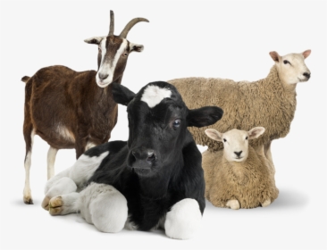 Goat Photo White Background, HD Png Download, Transparent PNG