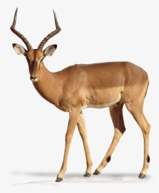 Impala Animal White Background, HD Png Download, Transparent PNG