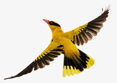 Birds Flying Png Download - Bird In Flight Png, Transparent Png, Transparent PNG