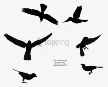 Free Png Download Bird Flying From Above Png Images - Bird Flying From Above, Transparent Png, Transparent PNG