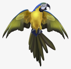 Macaw Spreaded Wings Drawing, HD Png Download, Transparent PNG