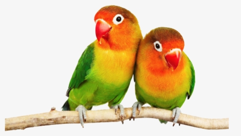 Parrot Png Image Download - Love Birds Png Hd, Transparent Png, Transparent PNG