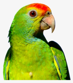 Parrot Png Image - Parrot Png Transparent, Png Download, Transparent PNG