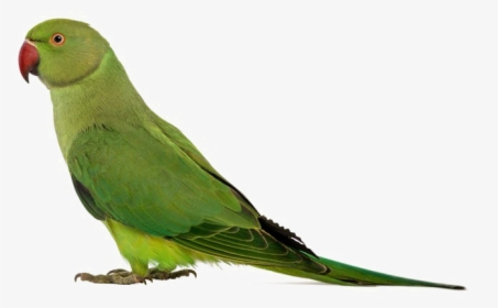Green Parrot Png Transparent Image - Beautiful Dashboards In Tableau, Png Download, Transparent PNG