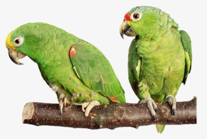 Parrot Png Free Download - Green Parrot Transparent, Png Download, Transparent PNG