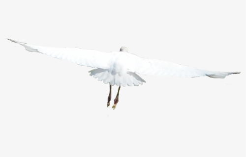 White Birds Png - Flying Birds White Birds Png, Transparent Png, Transparent PNG