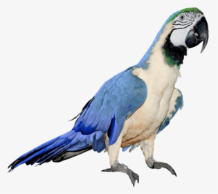 Blue Parrot - Blue And White Parrot, HD Png Download, Transparent PNG