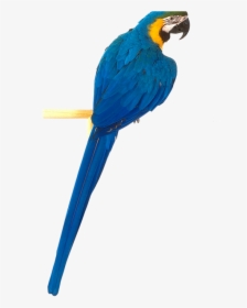 Download This High Resolution Parrot Png Clipart - Blue Parrot Png, Transparent Png, Transparent PNG